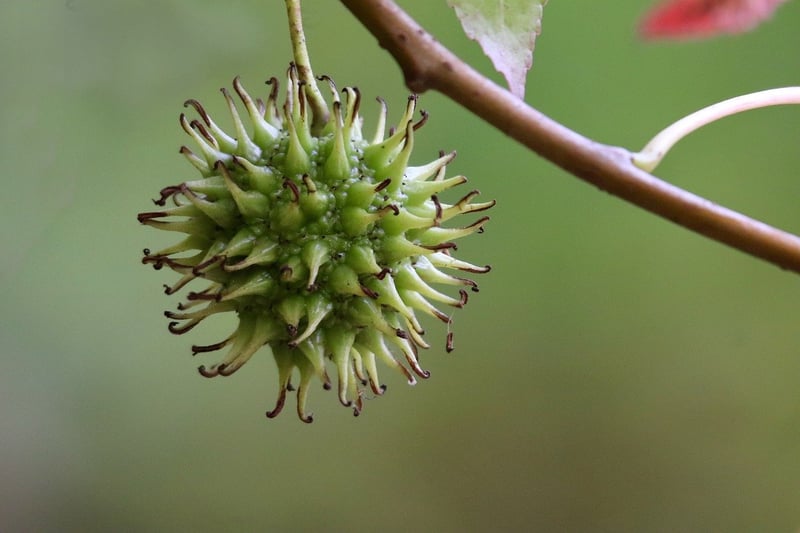 Urban Fruit Trees